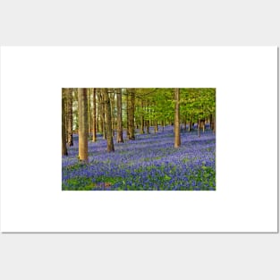 Bluebell Woods Greys Court Oxfordshire UK Posters and Art